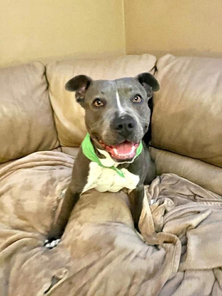 Gracie, a ADOPTABLE mixed breed in Kutztown, PA image 6/6
