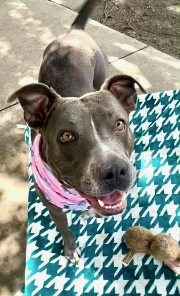 Gracie, a ADOPTABLE mixed breed in Kutztown, PA image 1/6
