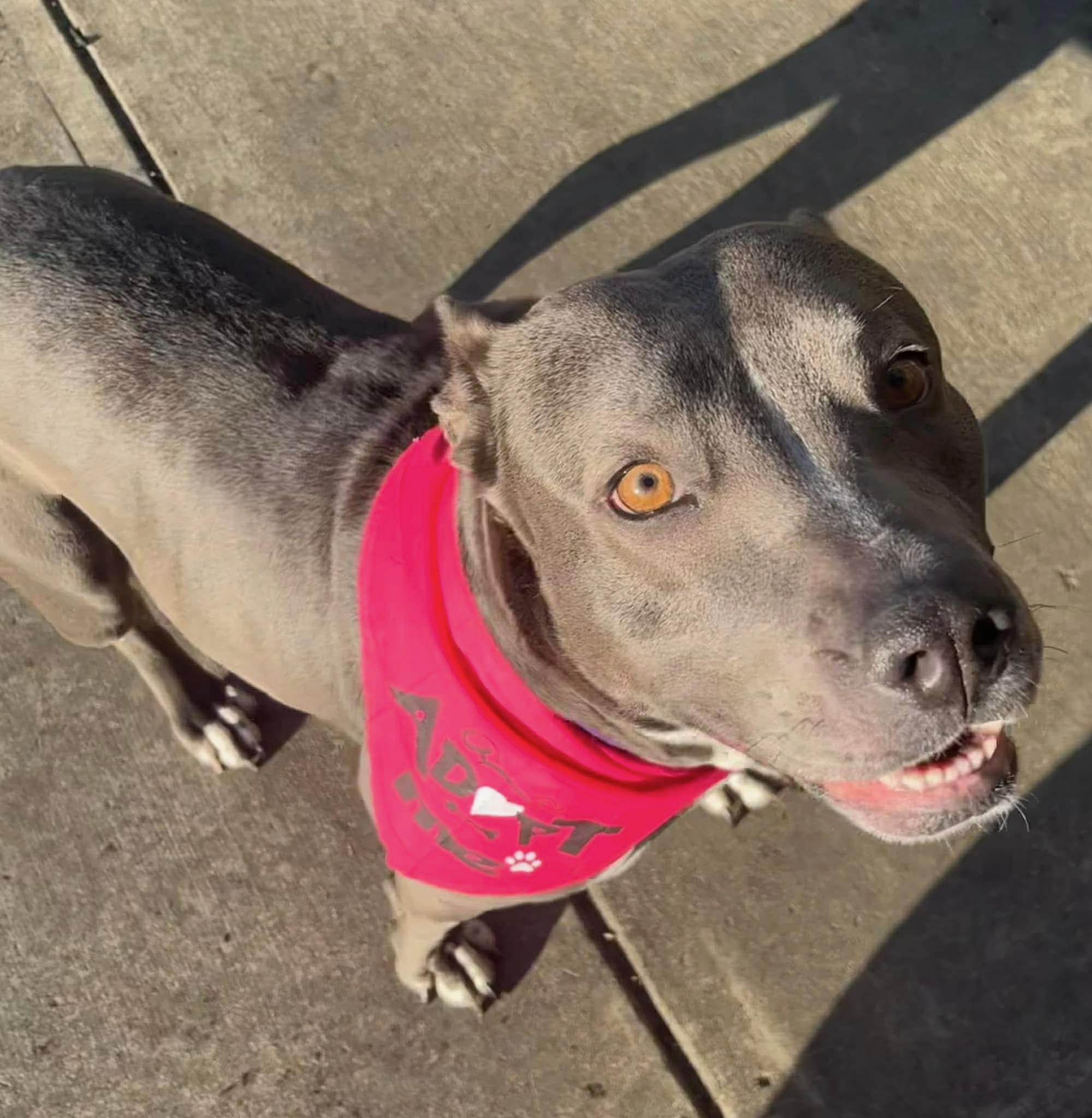Gracie, a ADOPTABLE mixed breed in Kutztown, PA image 5/6