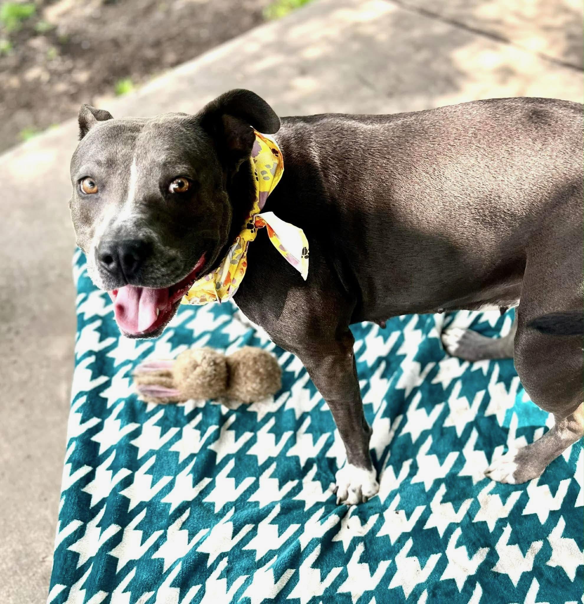 Gracie, a ADOPTABLE mixed breed in Kutztown, PA image 2/6