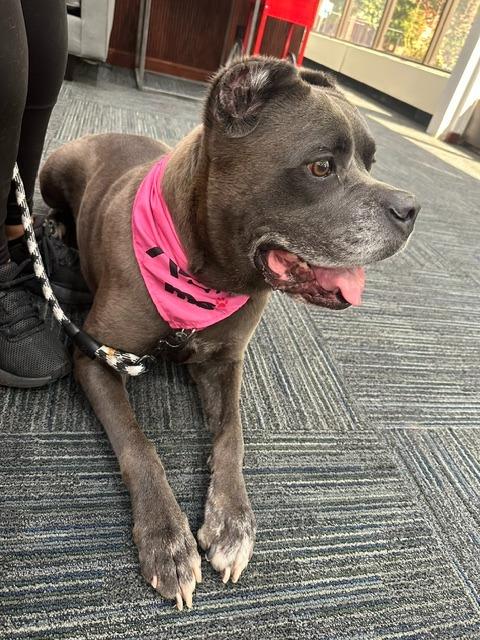 Julia, Adopted, Adult Female Cane Corso & Mixed Breed.