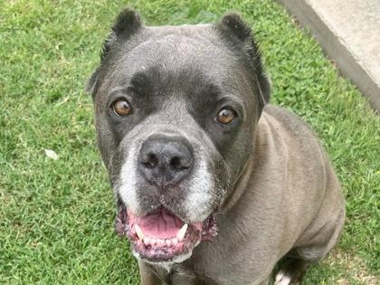 Enlarge Julia, a Adopted mixed breed in Blountville, TN image 2/5