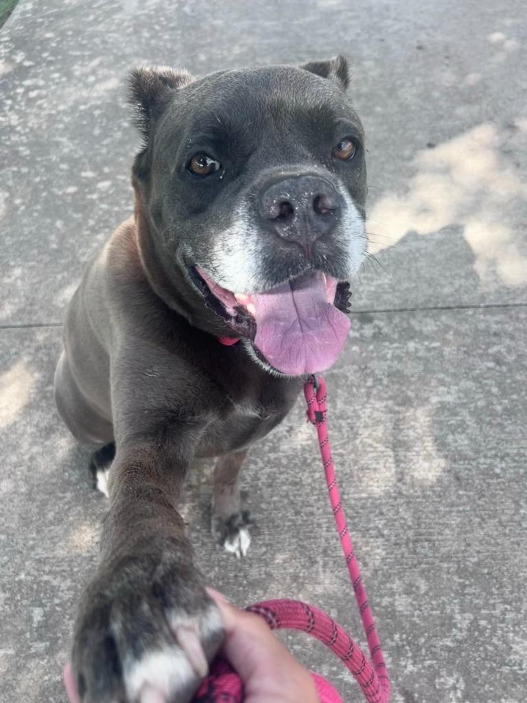 Enlarge Julia, a Adopted mixed breed in Blountville, TN image 3/5