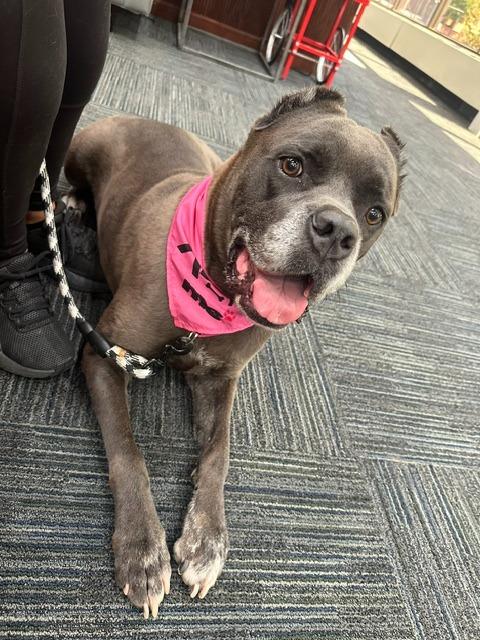 Enlarge Julia, a Adopted mixed breed in Blountville, TN image 4/5