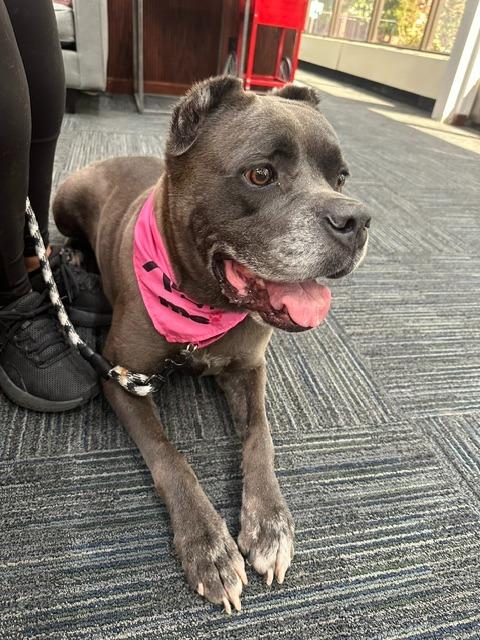 Enlarge Julia, a Adopted mixed breed in Blountville, TN image 5/5
