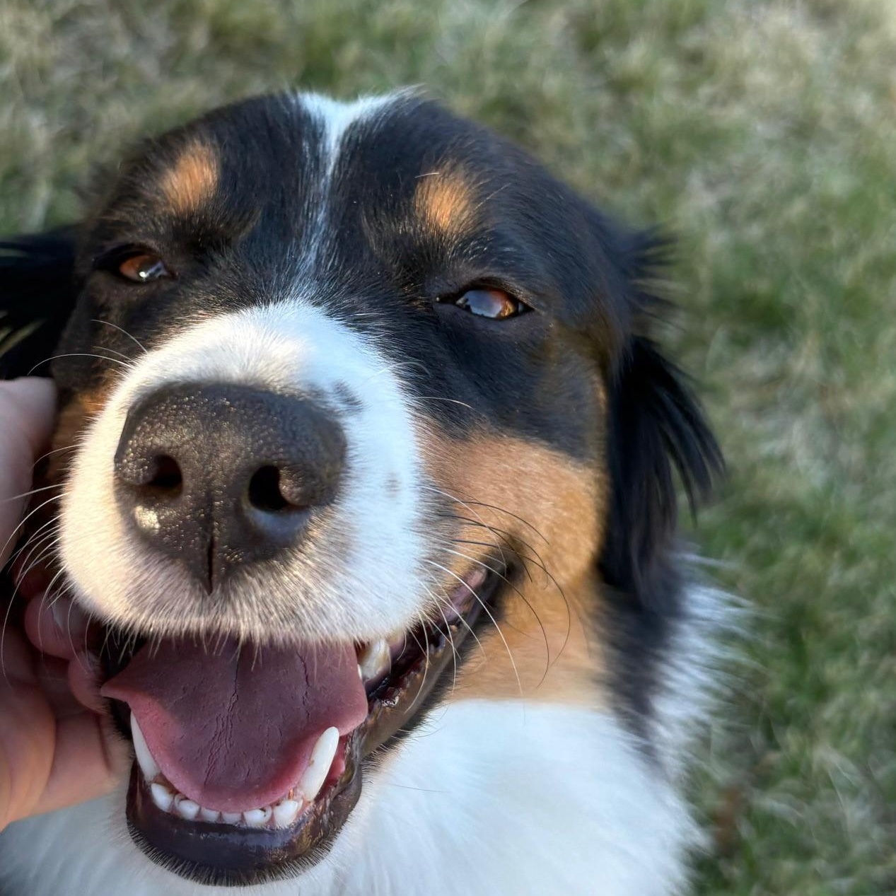 Rare Raven, adoptable, Young Female Australian Shepherd.