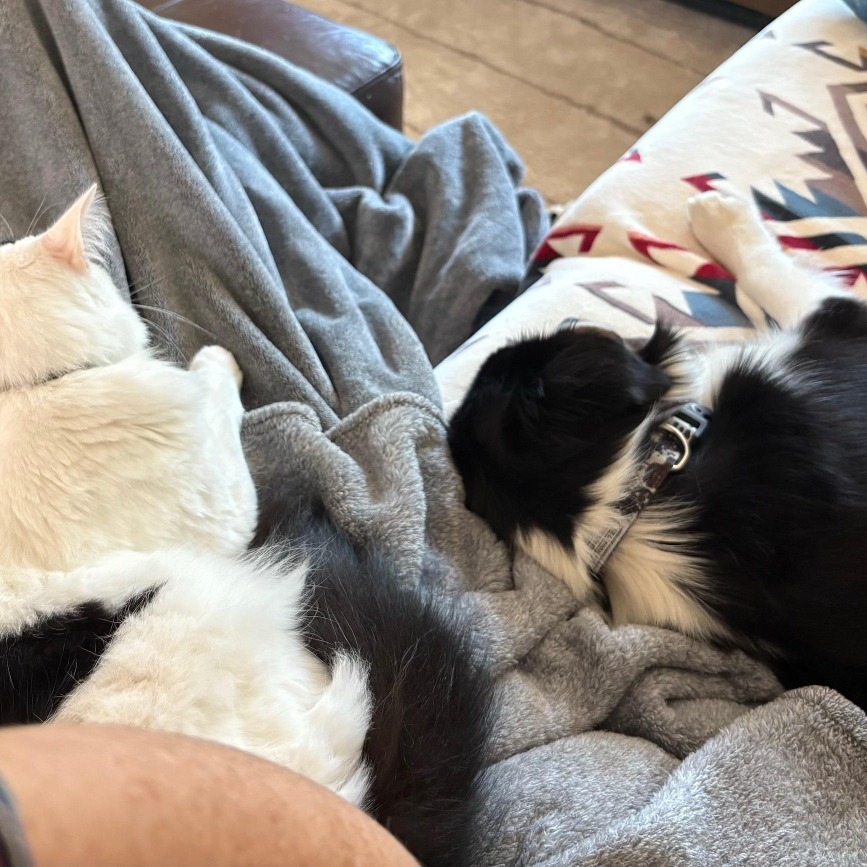 Rare Raven, an adoptable Australian Shepherd in La Center, WA image 2/3