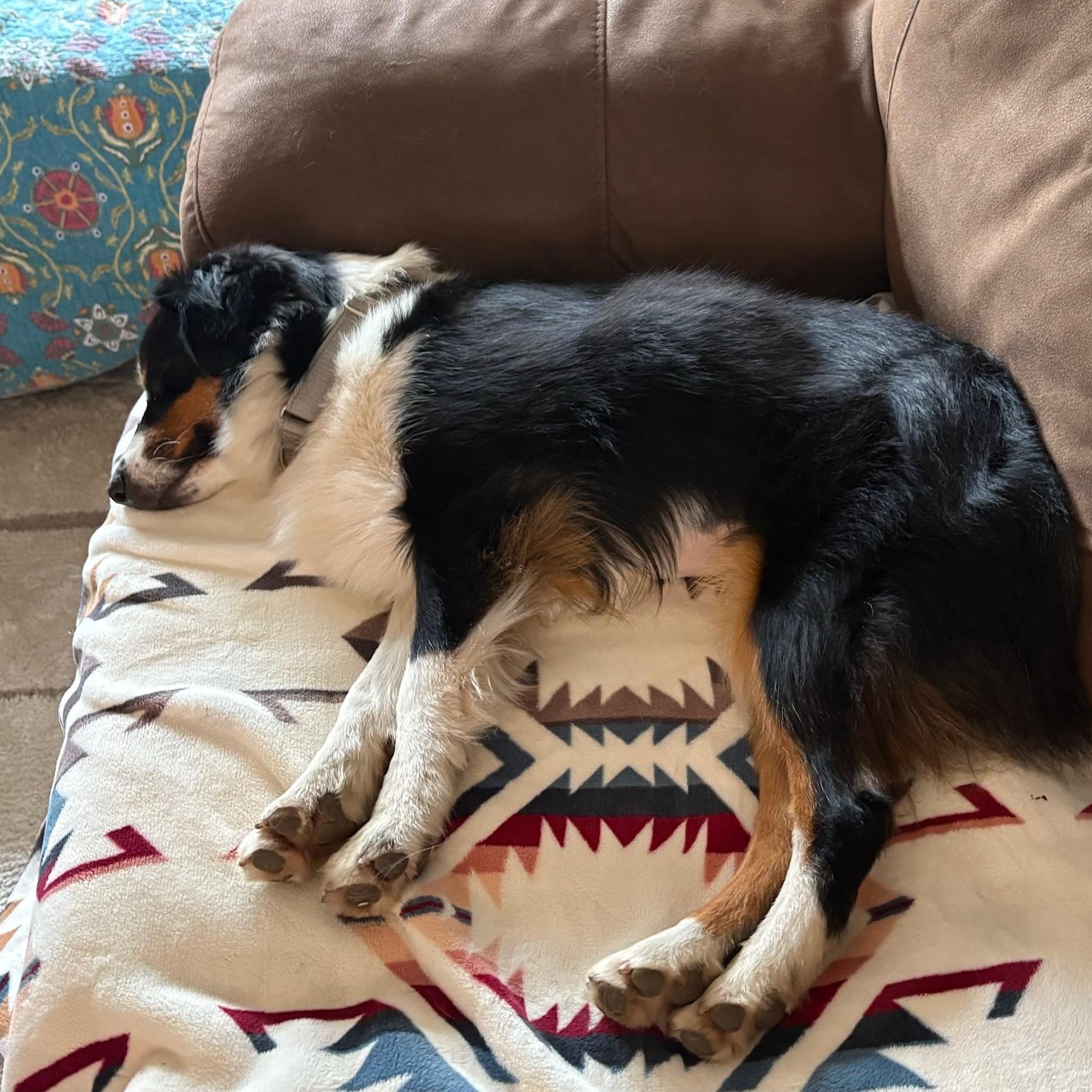 Rare Raven, an adoptable Australian Shepherd in La Center, WA image 3/3