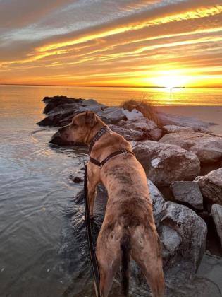 Baby, a Adoptable mixed breed in Annapolis, MD image 1/6