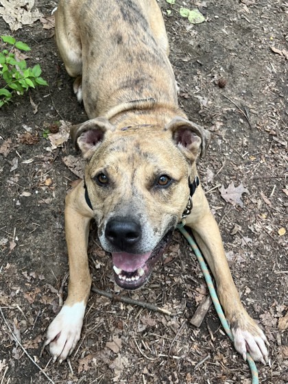 Baby, a Adoptable mixed breed in Annapolis, MD image 2/6