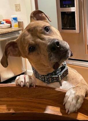 Baby, a Adoptable mixed breed in Annapolis, MD image 3/6