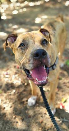Baby, a Adoptable mixed breed in Annapolis, MD image 4/6