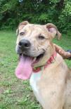 Baby, a Adoptable mixed breed in Annapolis, MD image 5/6