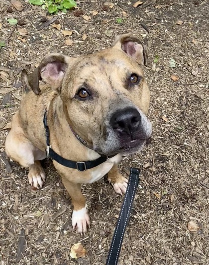 Baby, a Adoptable mixed breed in Annapolis, MD image 6/6