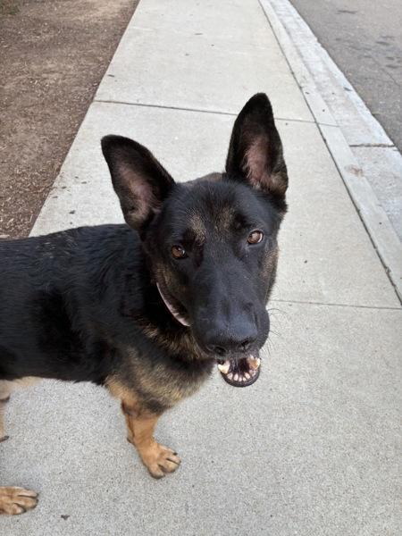 Duke, Adoptable, Adult Male German Shepherd Dog.