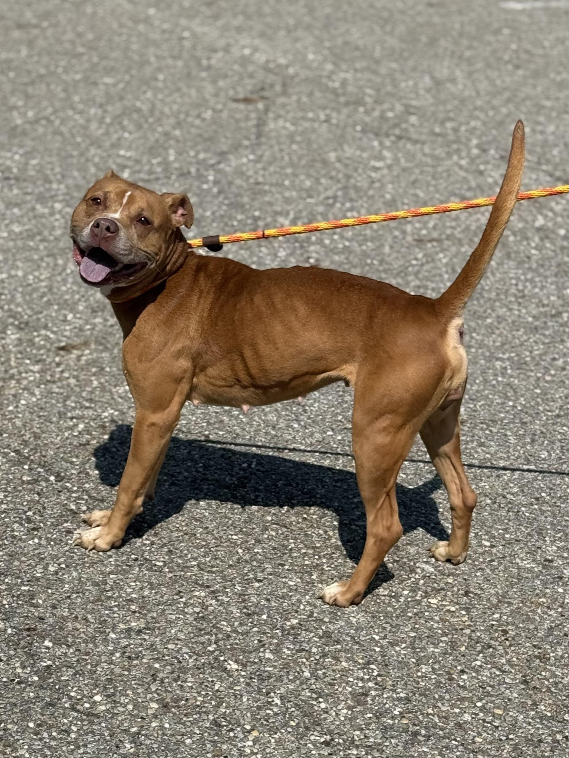 Enlarge Bella, a Adoptable mixed breed in Youngstown, OH image 6/6