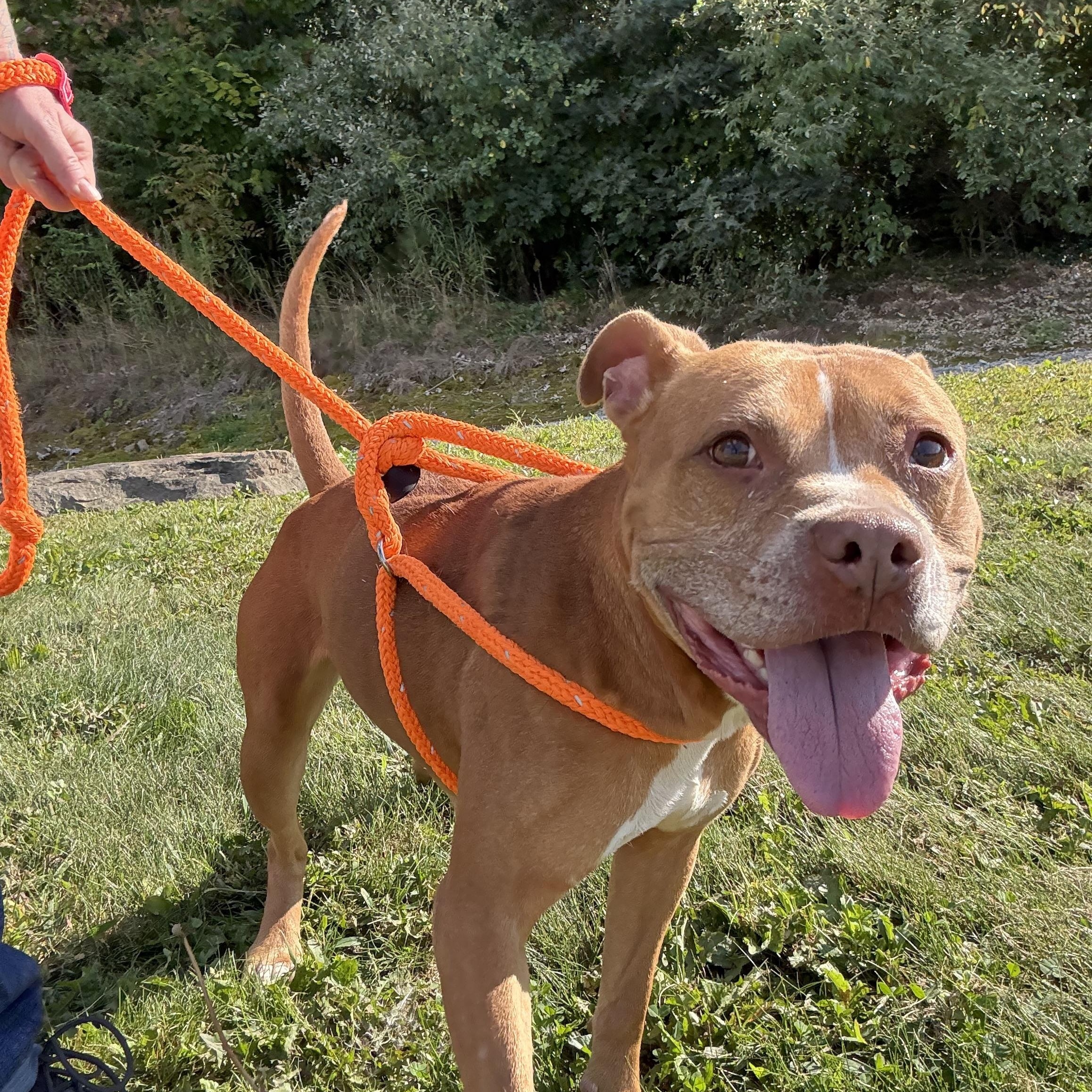 Enlarge Bella, a Adoptable mixed breed in Youngstown, OH image 3/6