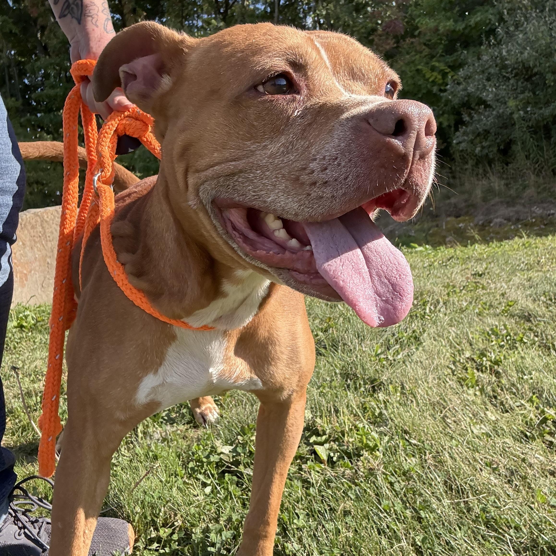 Enlarge Bella, a Adoptable mixed breed in Youngstown, OH image 5/6