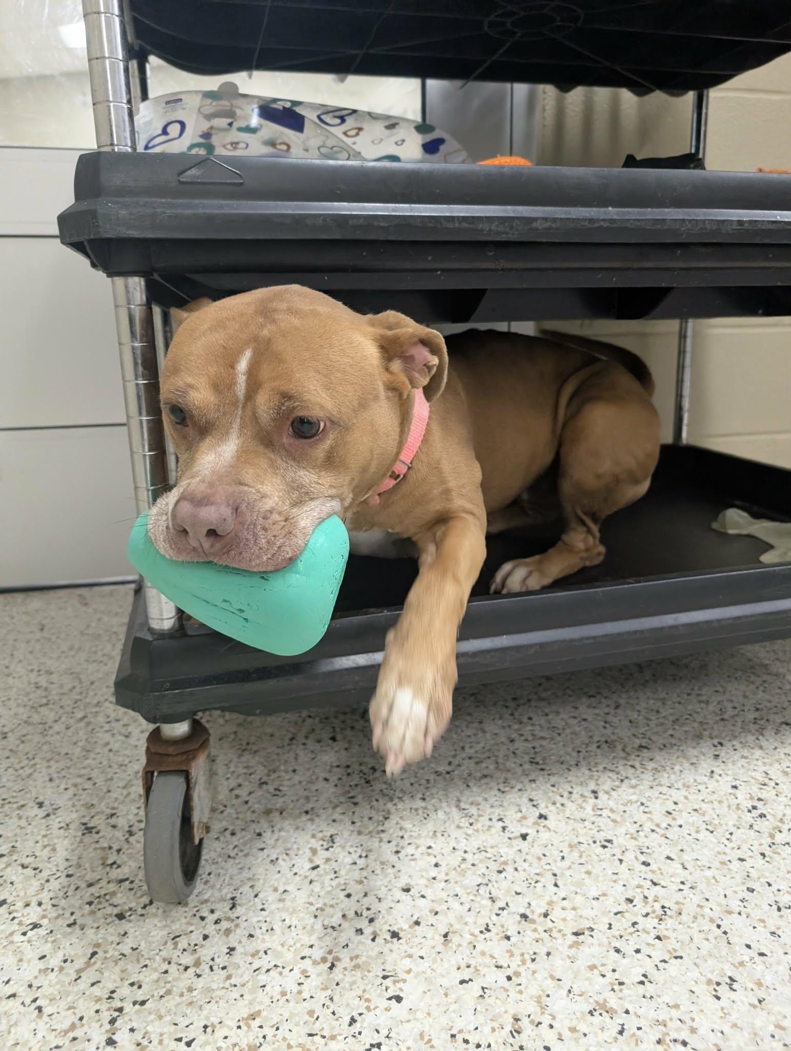 Bella, a Adoptable mixed breed in Youngstown, OH image 6/6