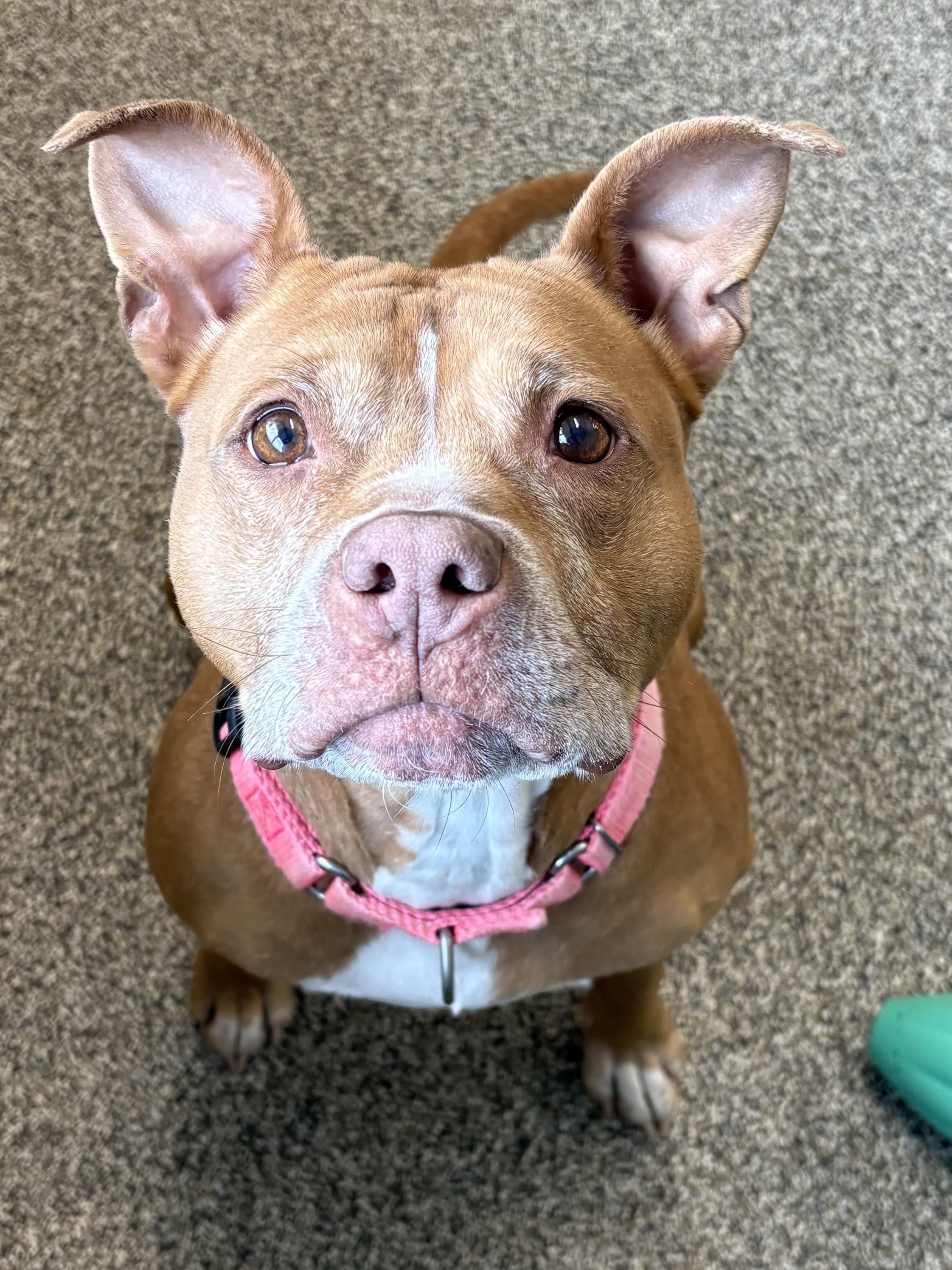 Bella, a Adoptable mixed breed in Youngstown, OH image 2/6