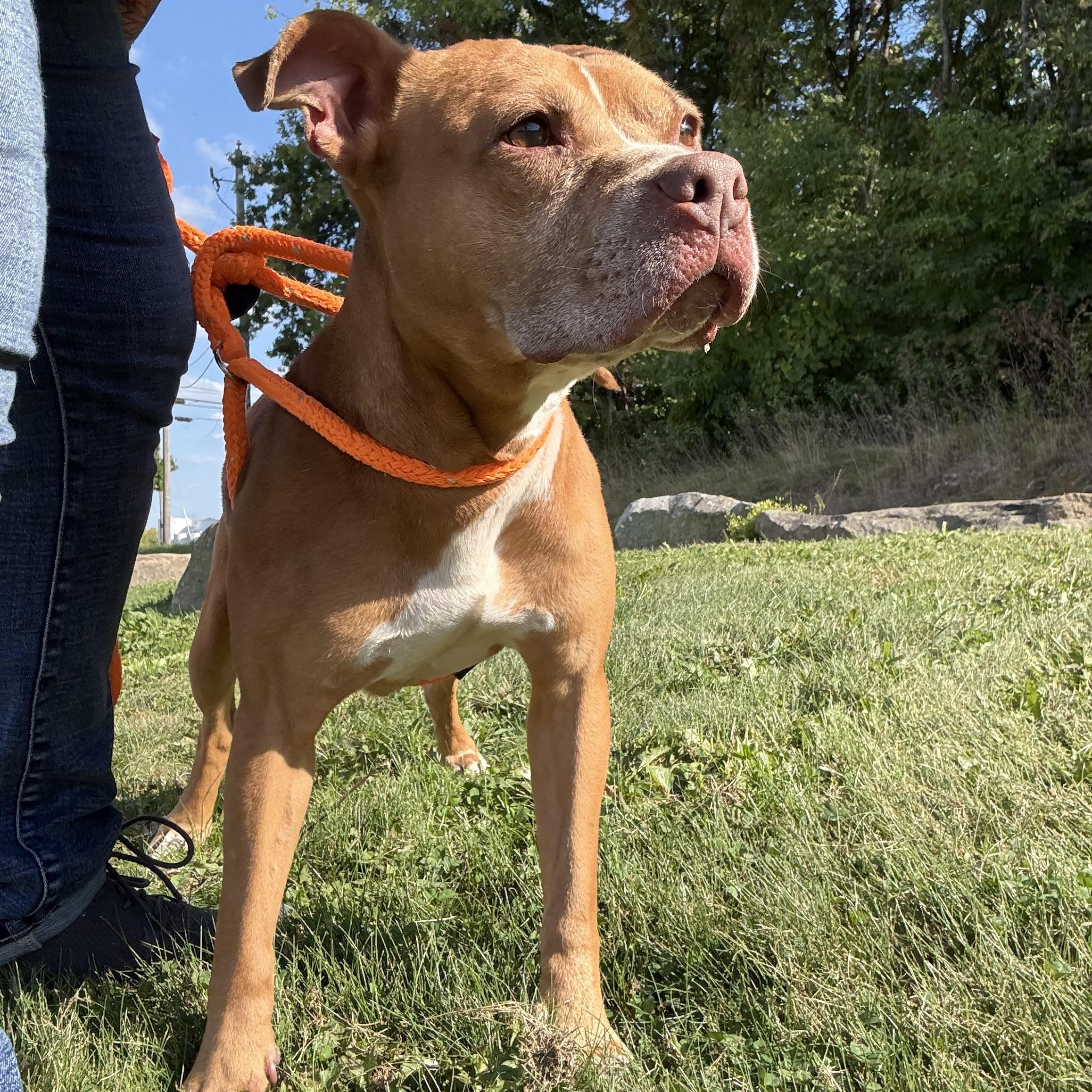 Enlarge Bella, a Adoptable mixed breed in Youngstown, OH image 4/6