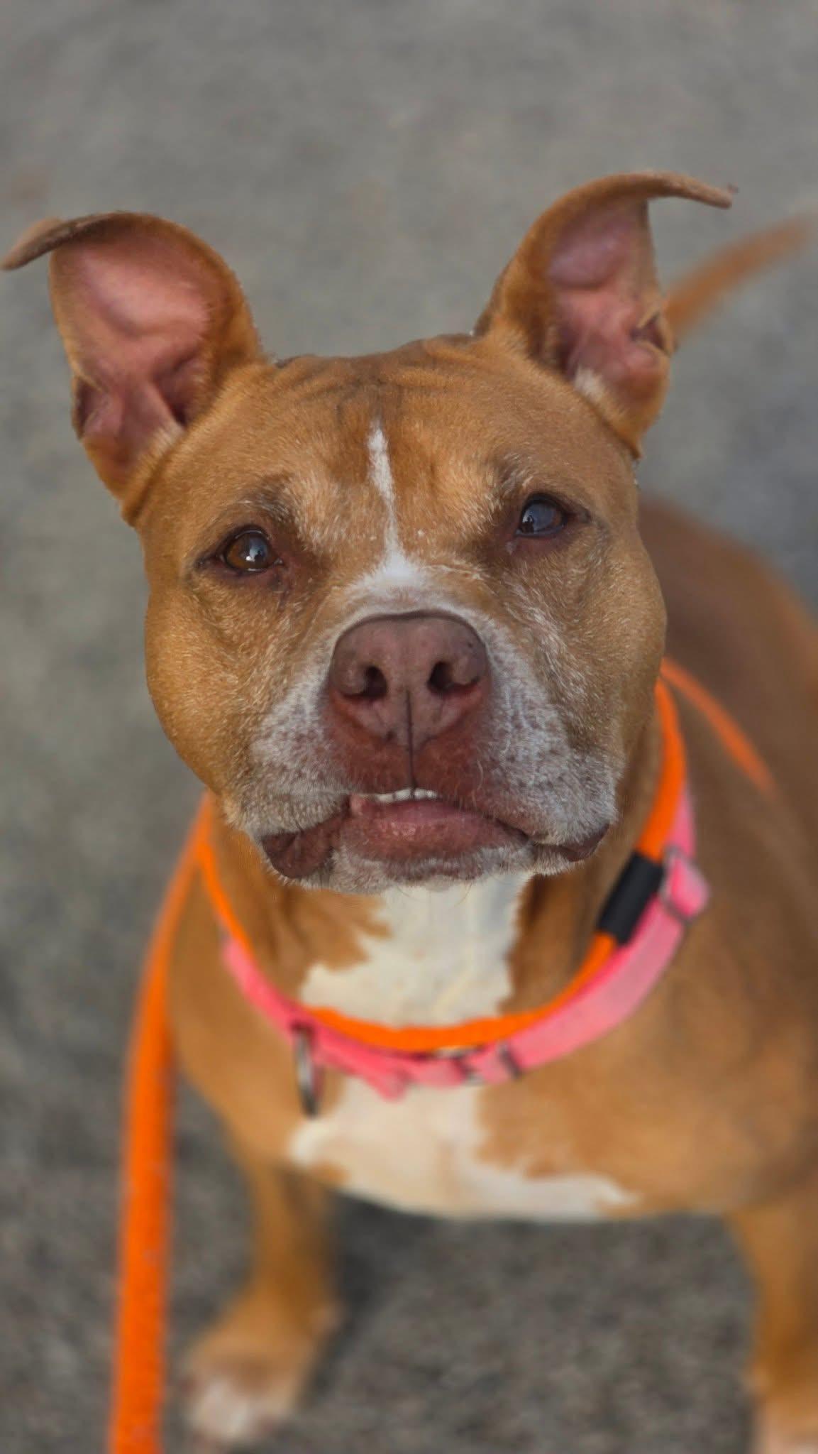 Enlarge Bella, a Adoptable mixed breed in Youngstown, OH image 2/6