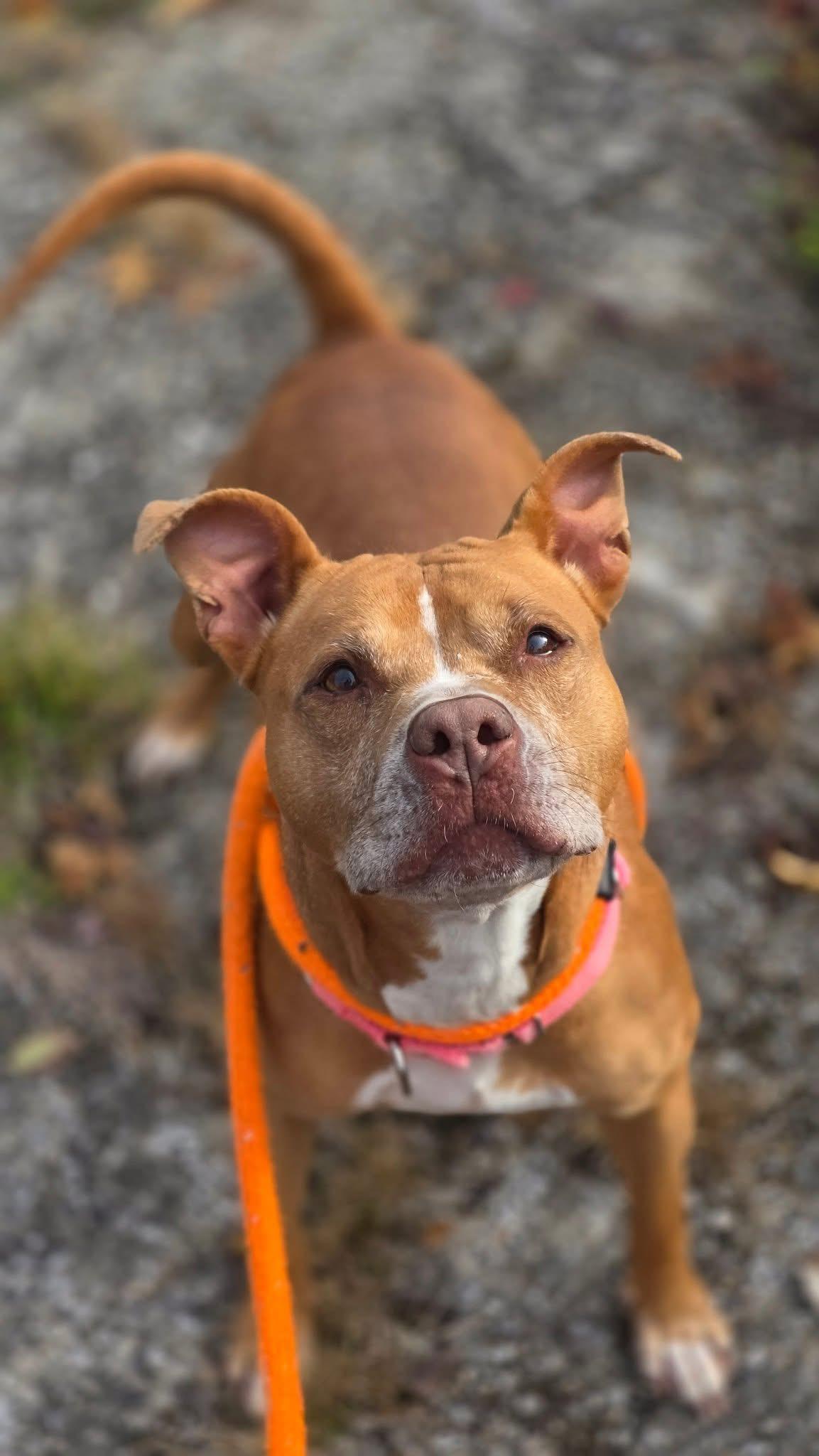 Bella, Adoptable, Adult Female Pit Bull Terrier.