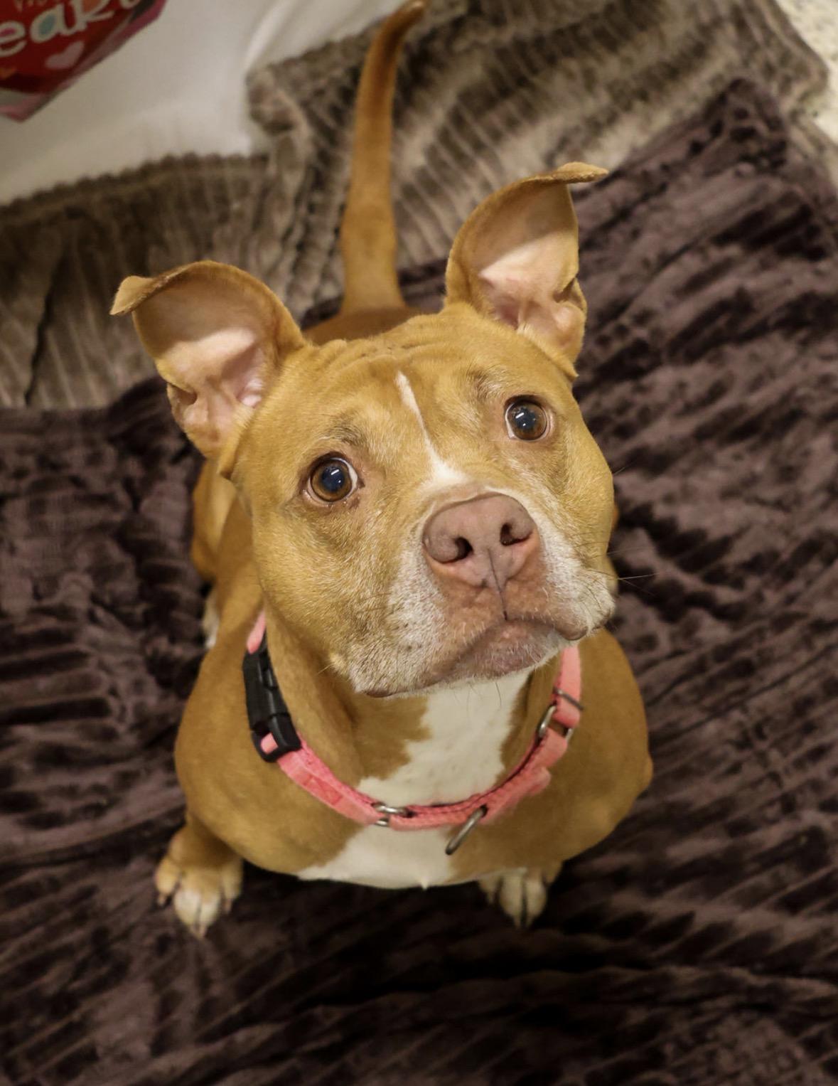 Bella, Adoptable, Adult Female Pit Bull Terrier.