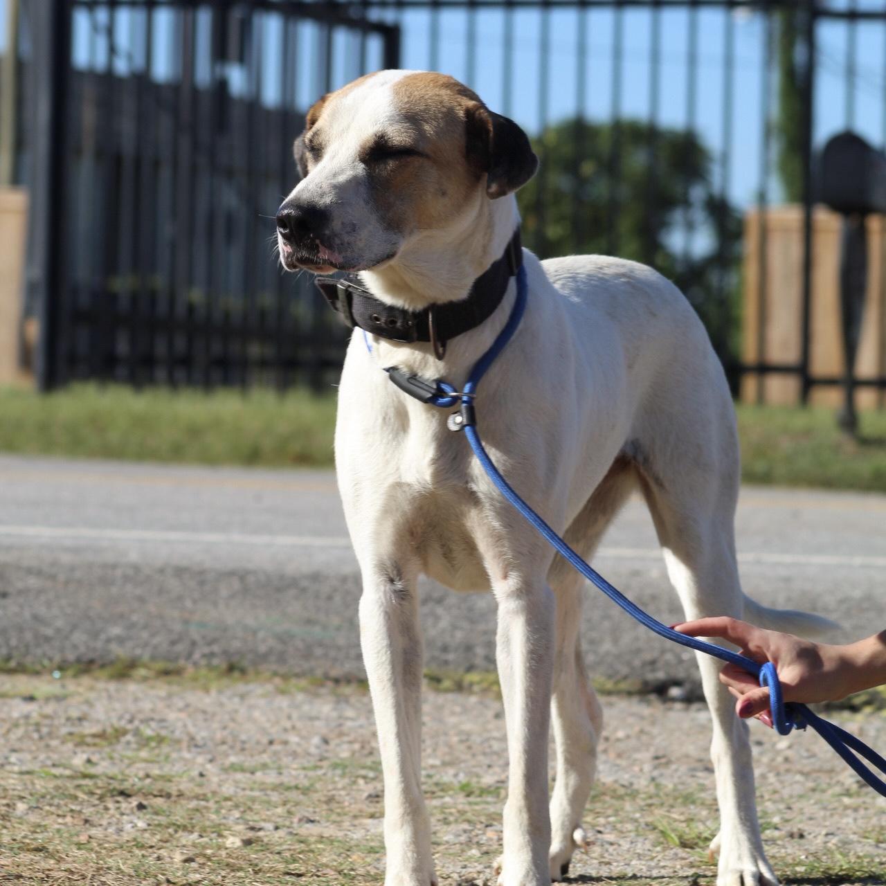 Enlarge Luna, a Adoptable mixed breed in Smithtown, NY image 4/4