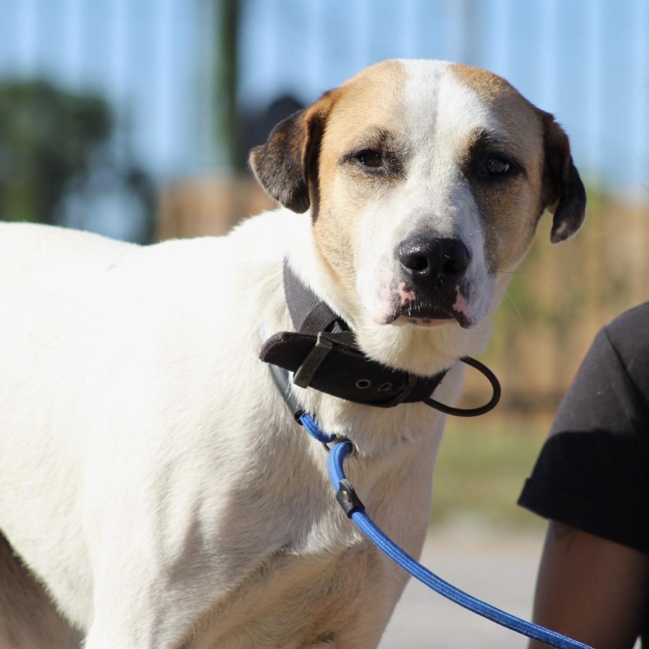 Enlarge Luna, a Adoptable mixed breed in Smithtown, NY image 3/4