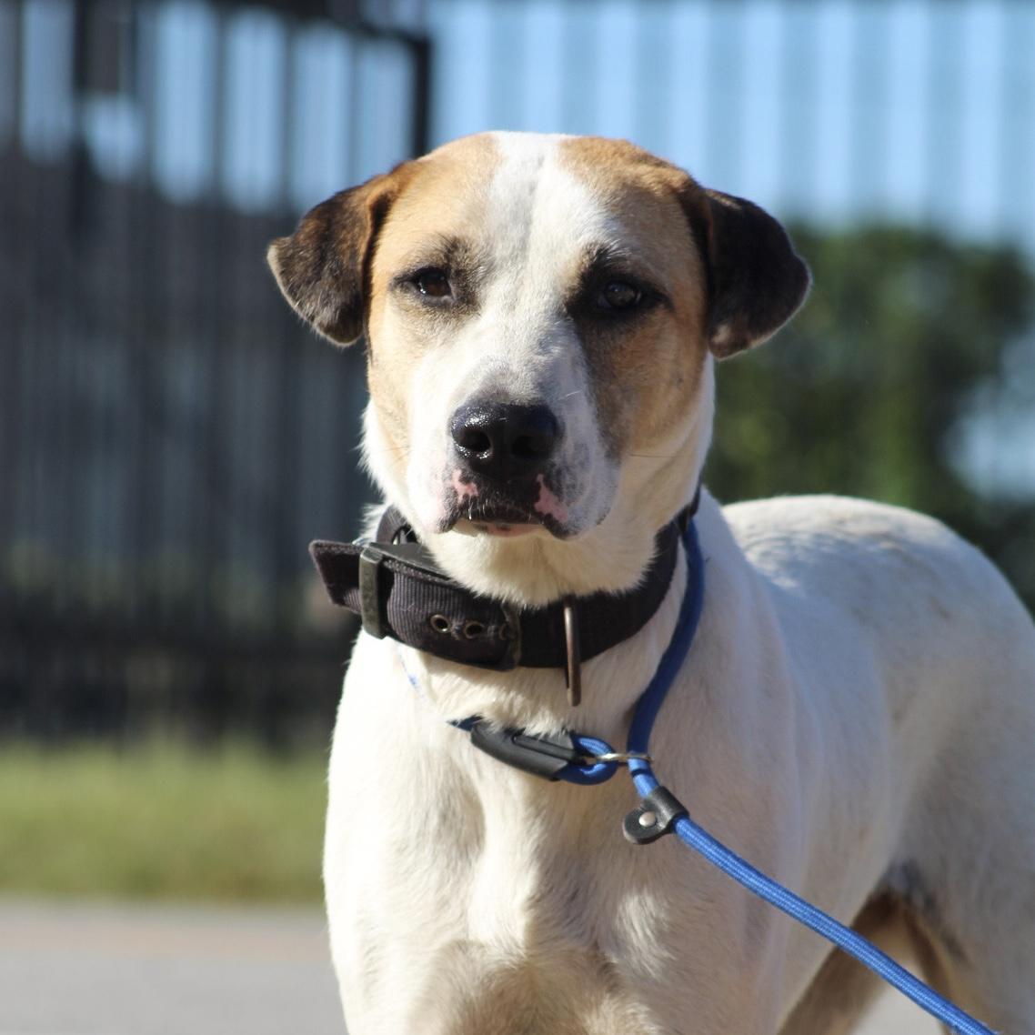 Luna, Adoptable, Adult Female Hound.