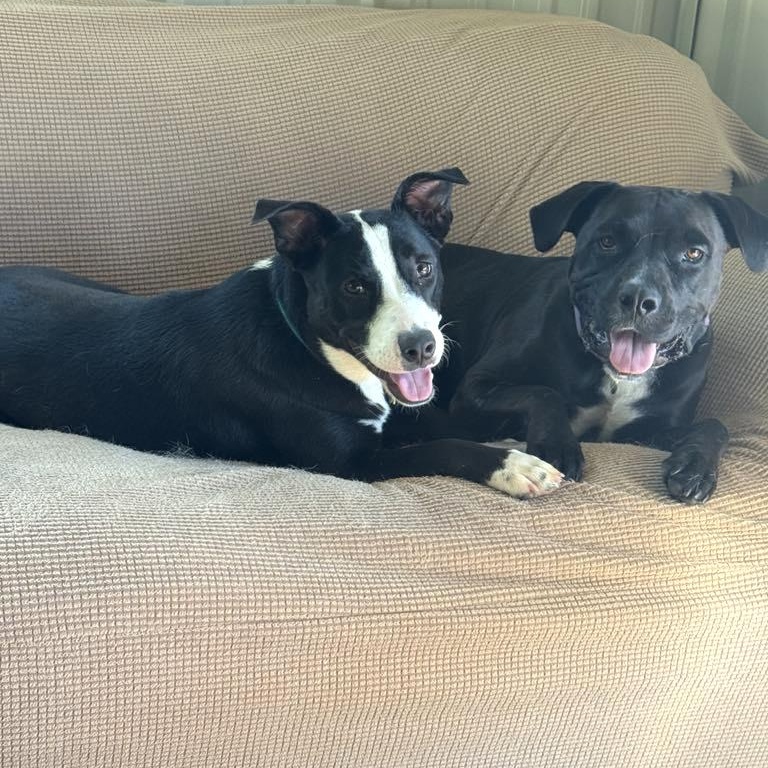 Enlarge Luna, a Adoptable mixed breed in Chatham, NJ image 6/6