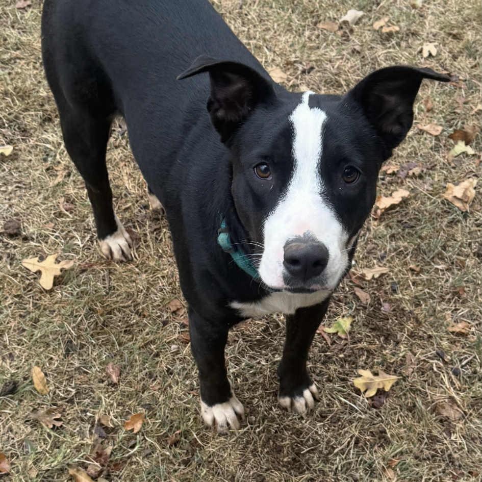 Enlarge Luna, a Adoptable mixed breed in Chatham, NJ image 2/6