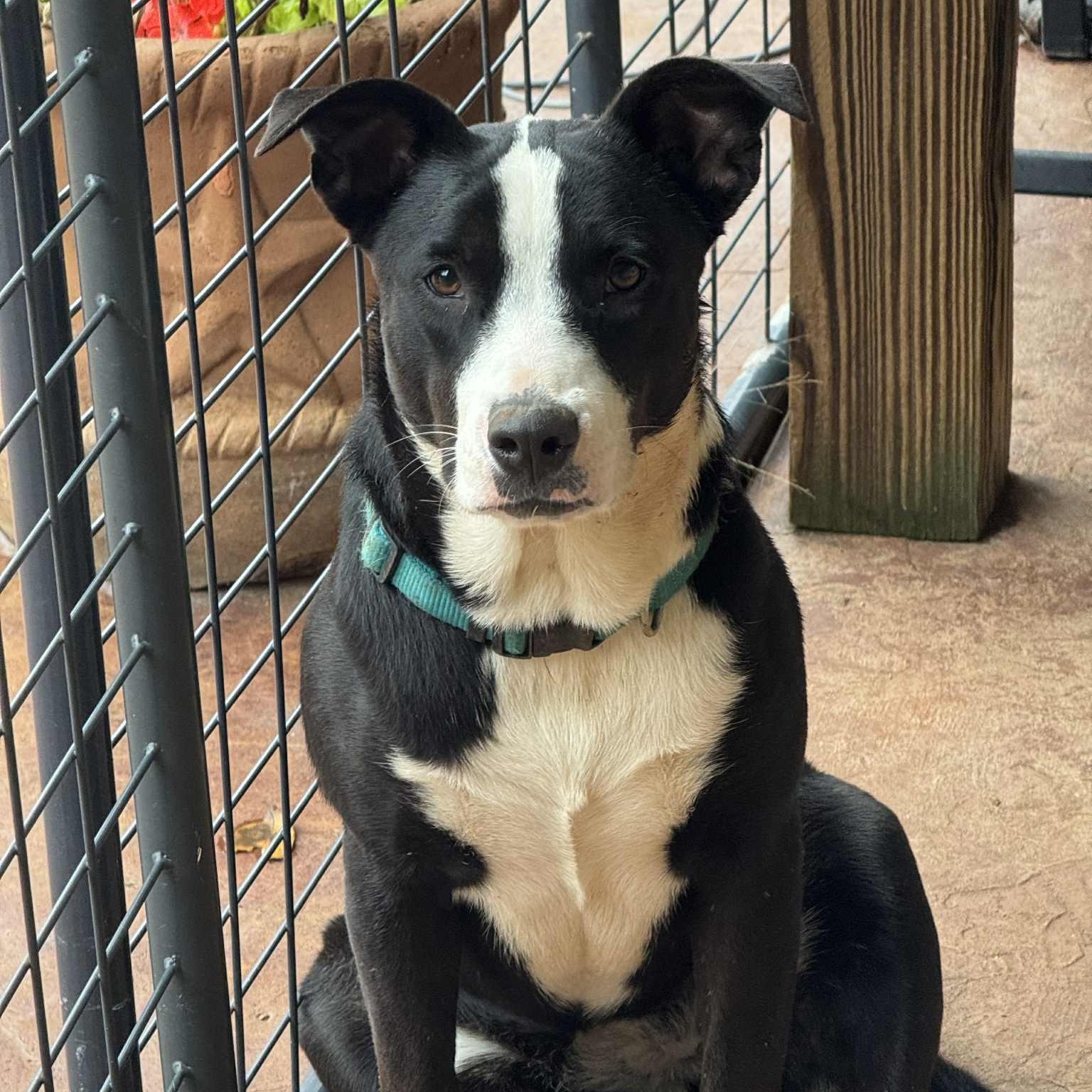 Enlarge Luna, a Adoptable mixed breed in Chatham, NJ image 3/6