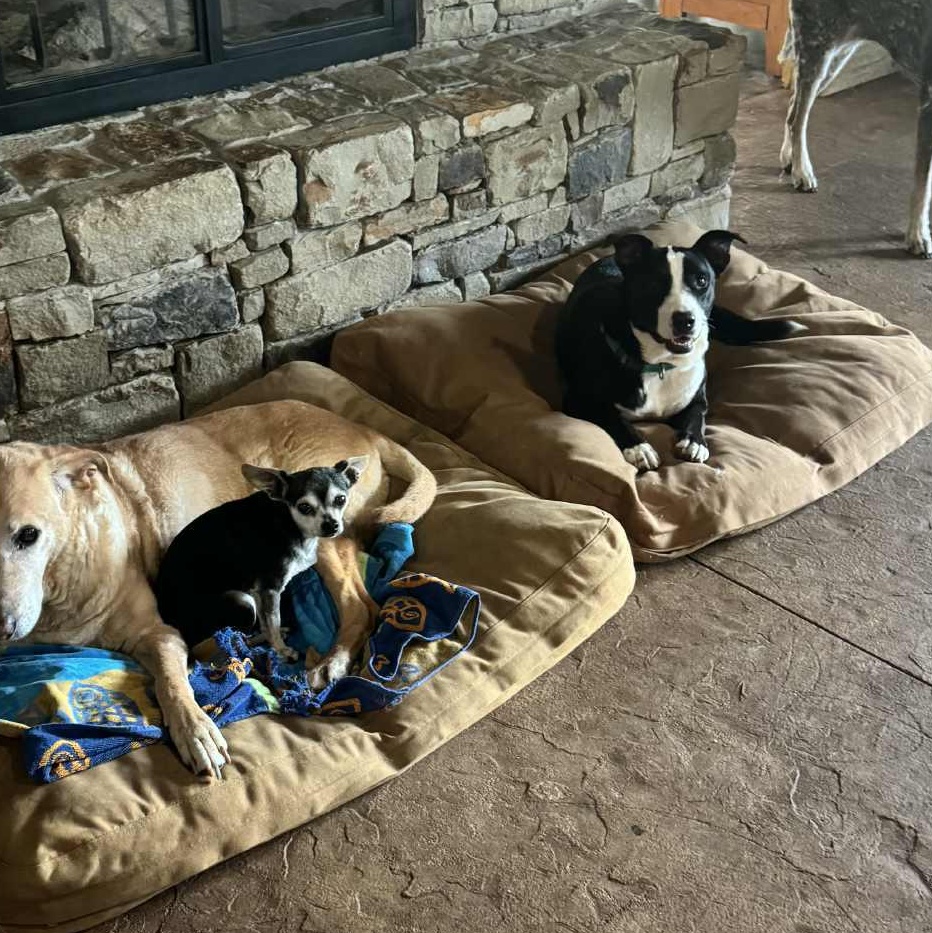 Enlarge Luna, a Adoptable mixed breed in Chatham, NJ image 4/6