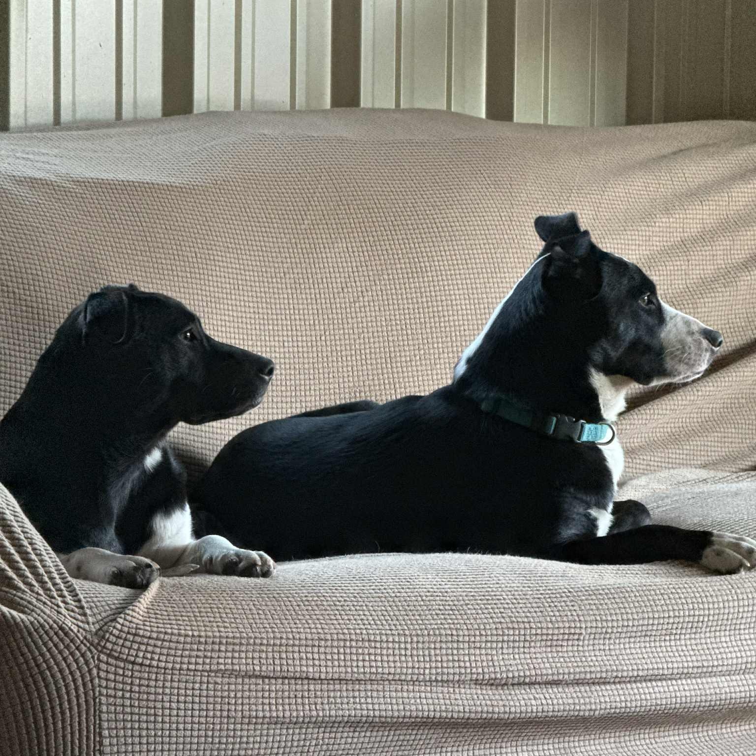 Enlarge Luna, a Adoptable mixed breed in Chatham, NJ image 5/6