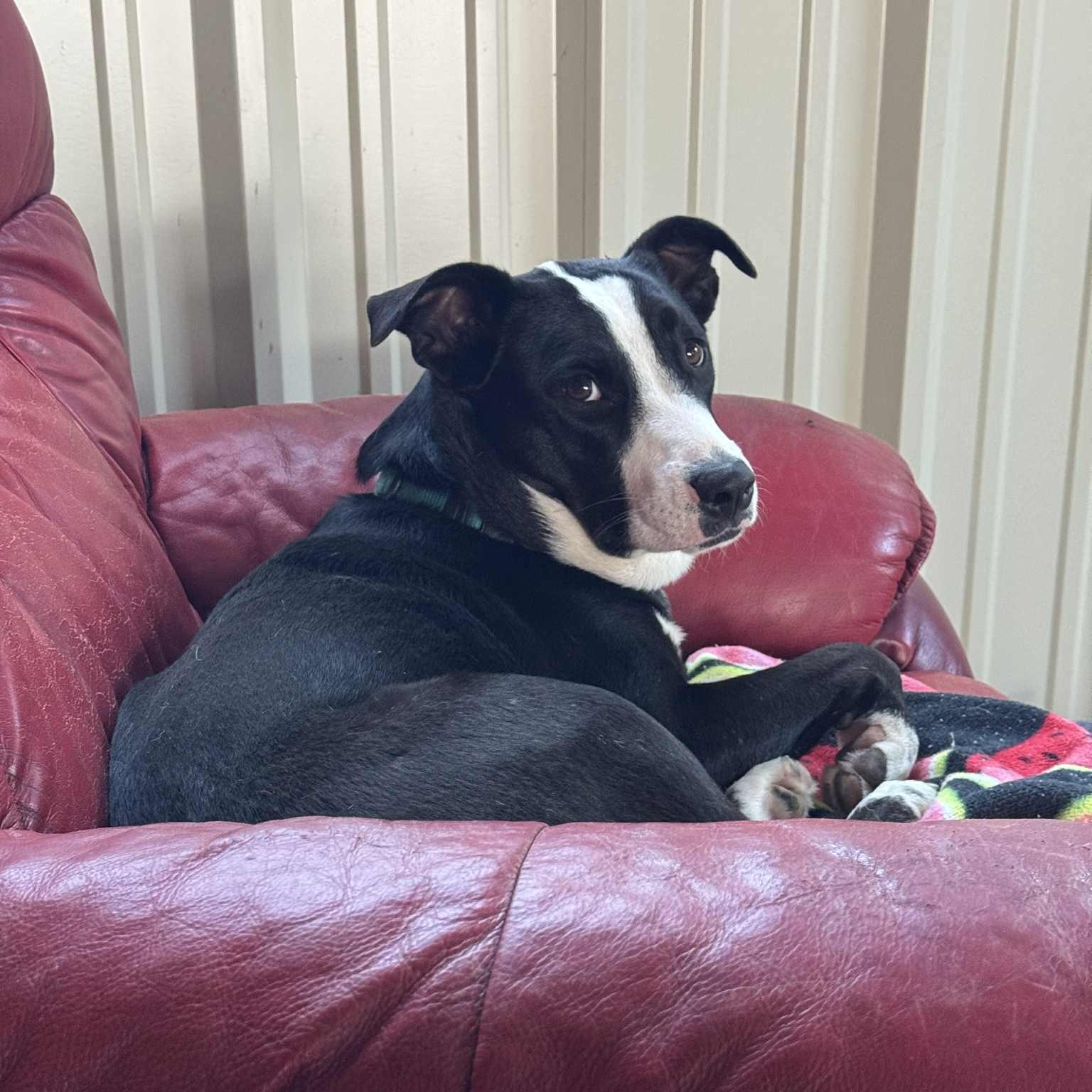 Luna, Adoptable, Young Female Terrier & Collie.