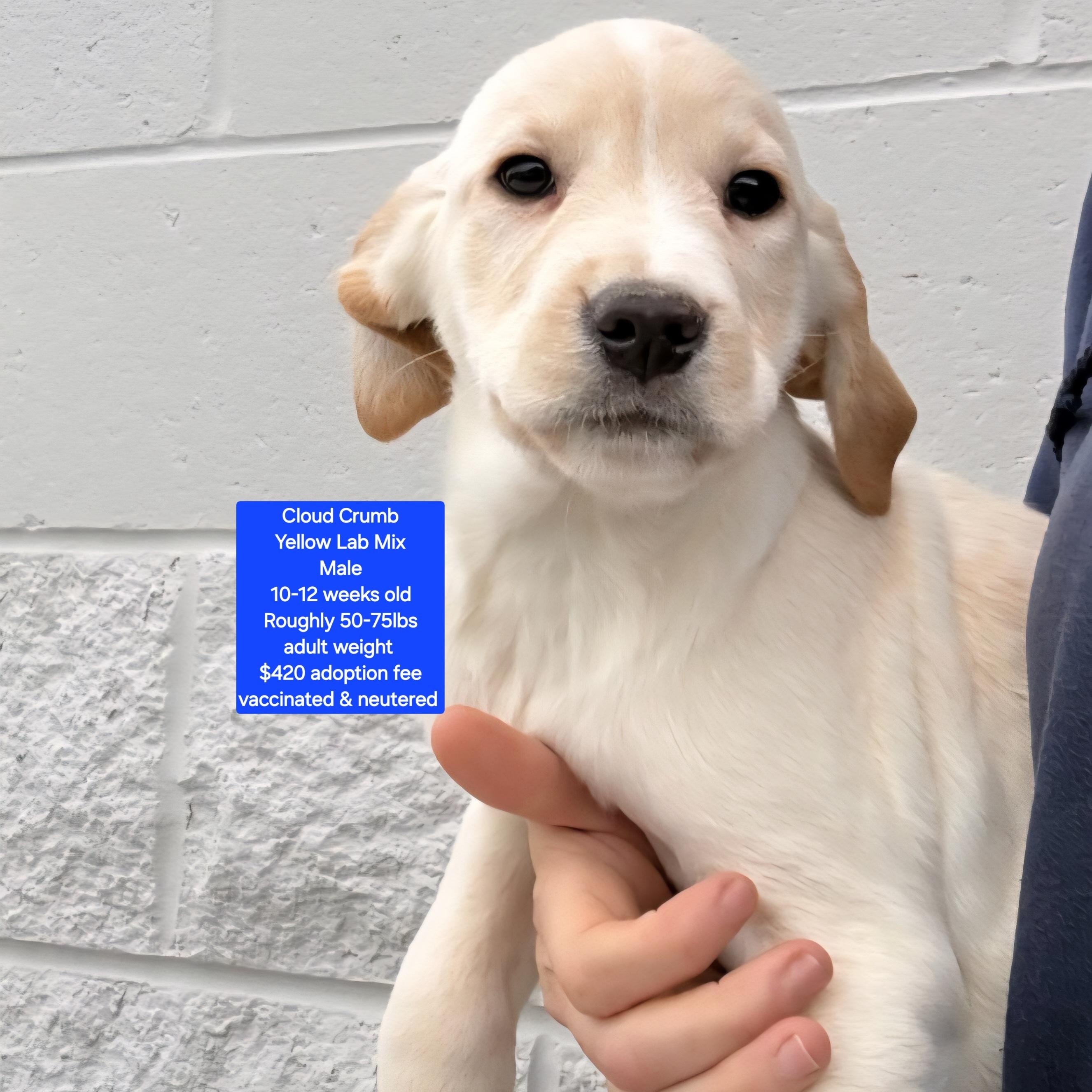Enlarge Cloud Crumb, an adopted mixed breed in Oviedo, FL image 1/1