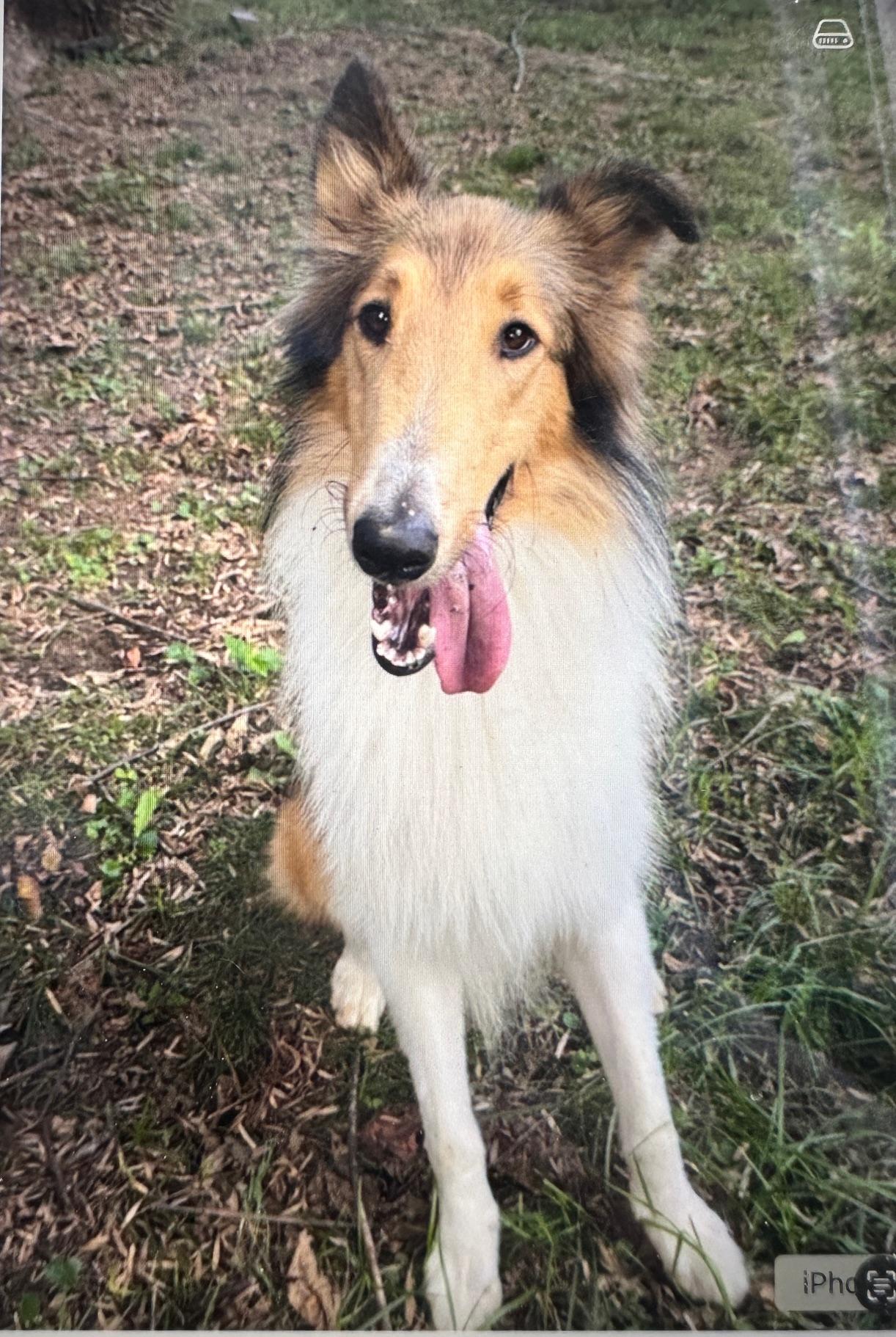 Enlarge Hudson, an adopted Rough Collie in Aspen, CO image 1/1