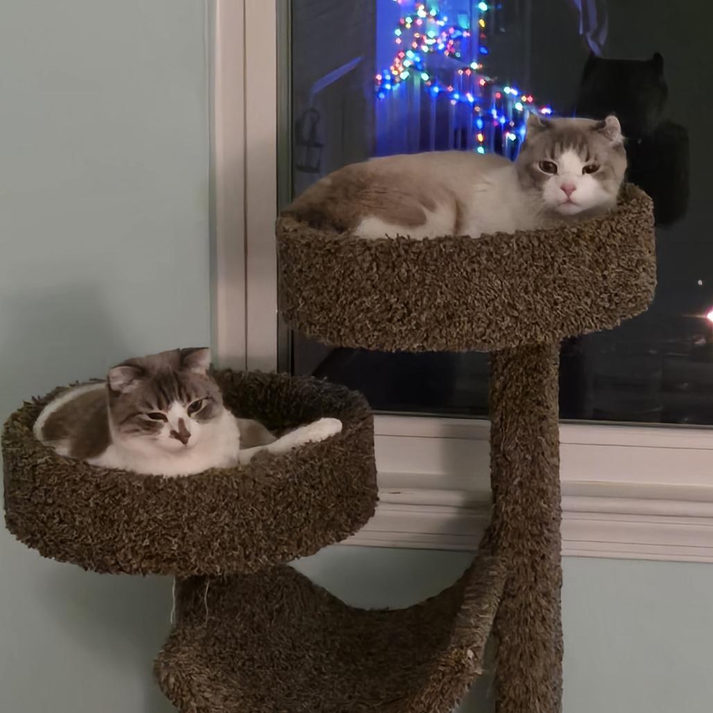 Ella, Adoptable, Adult Female American Curl.