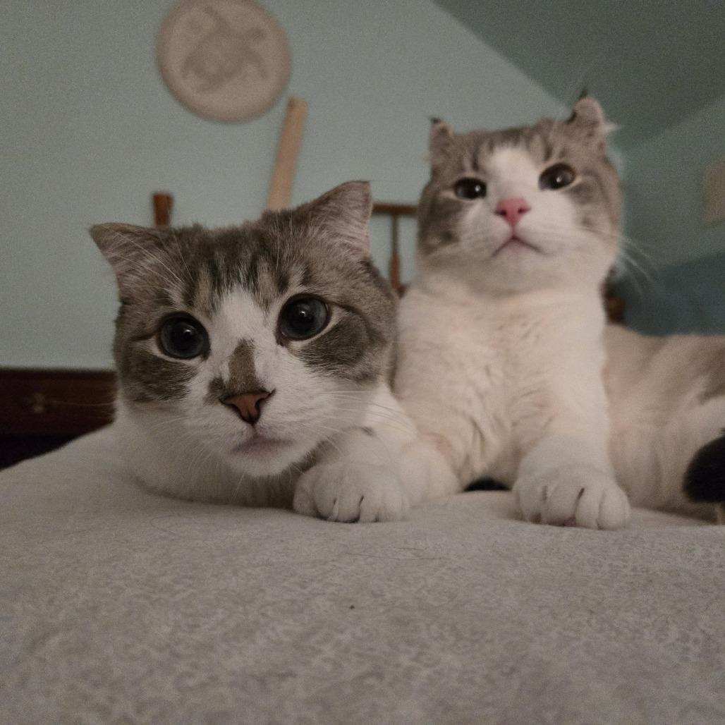 Enlarge Ella, a Adoptable mixed breed in Chesapeake, VA image 2/3