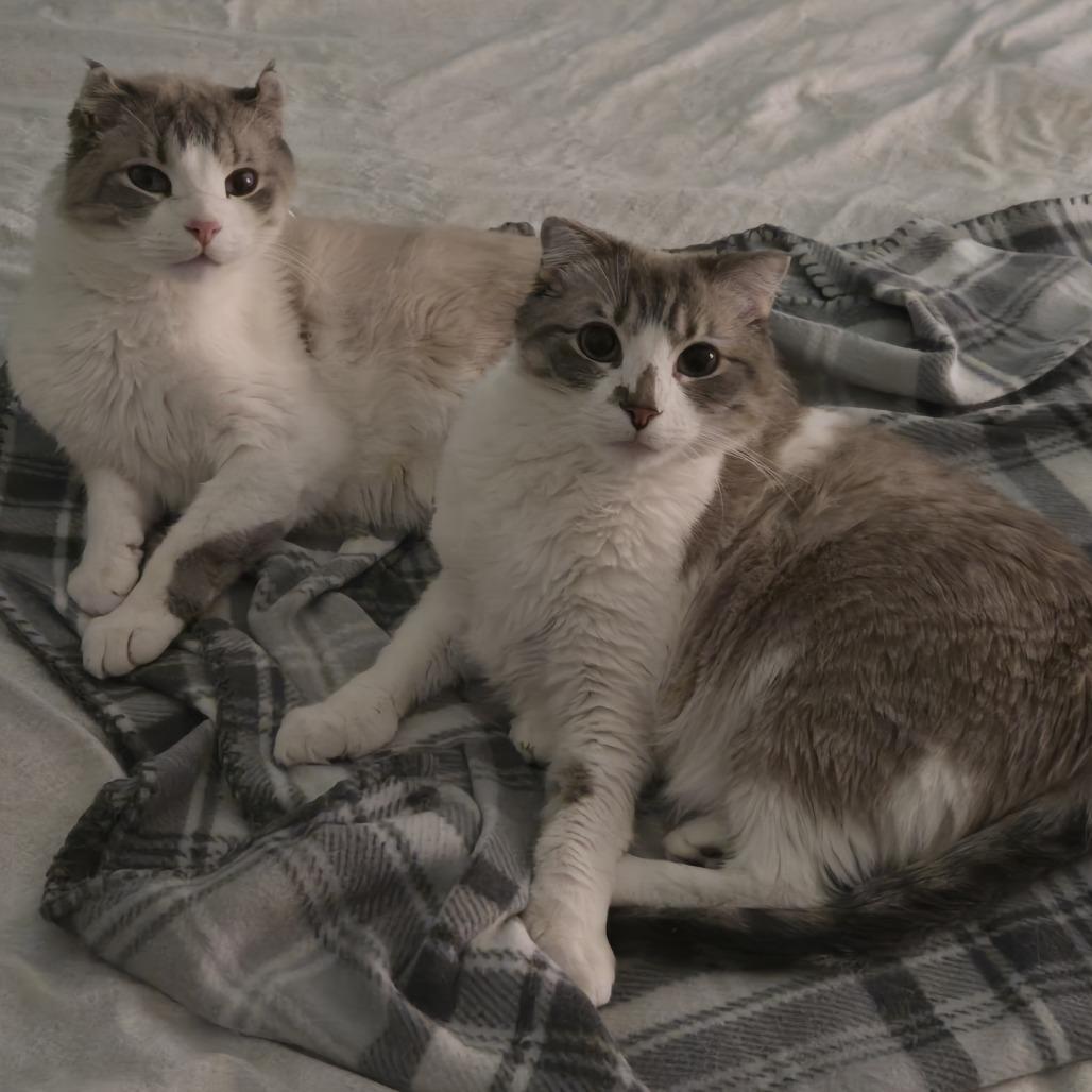 Enlarge Ella, a Adoptable mixed breed in Chesapeake, VA image 3/3