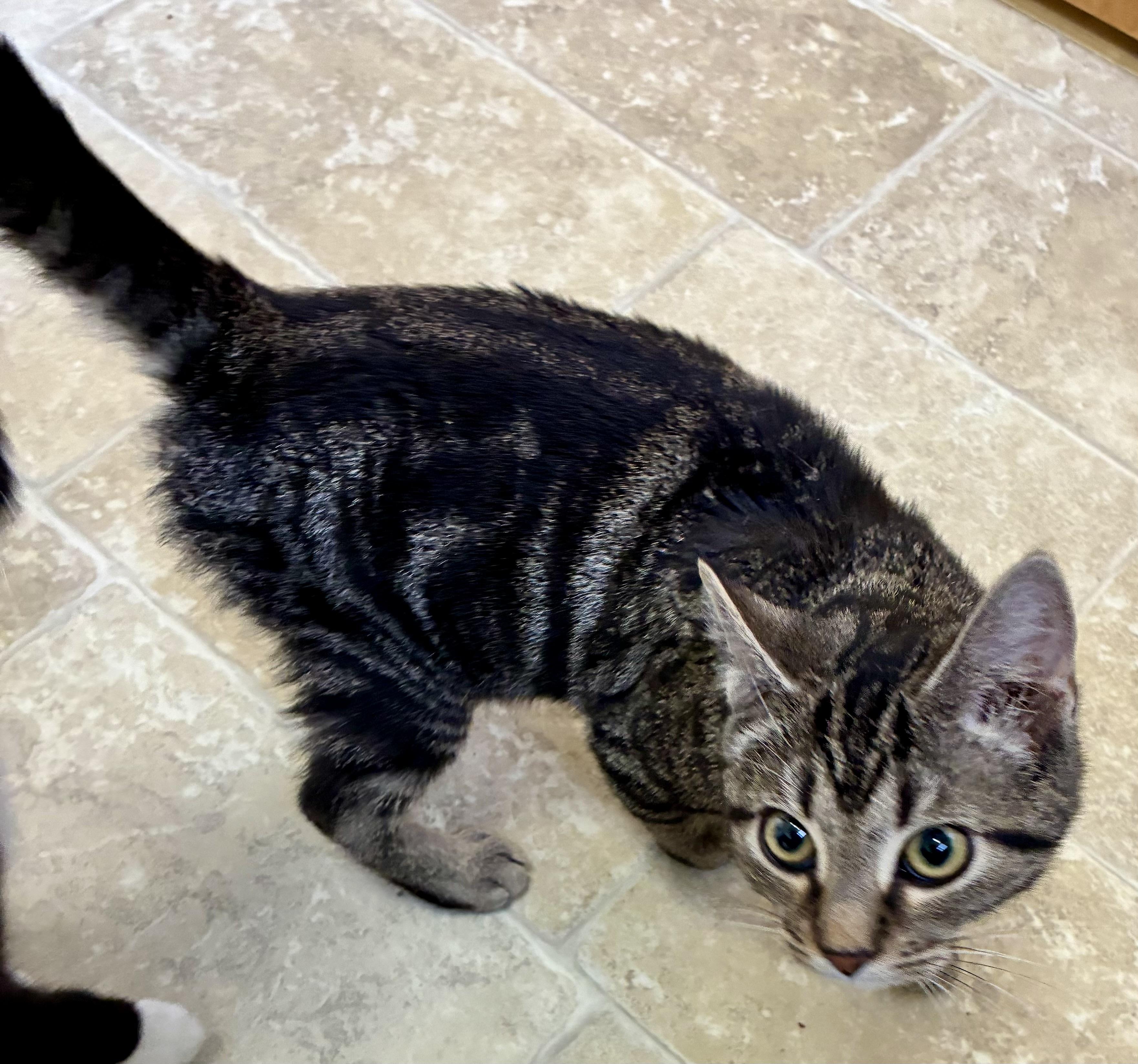 Enlarge DEAN, a ADOPTABLE Domestic Short Hair in Louisa, KY image 4/4