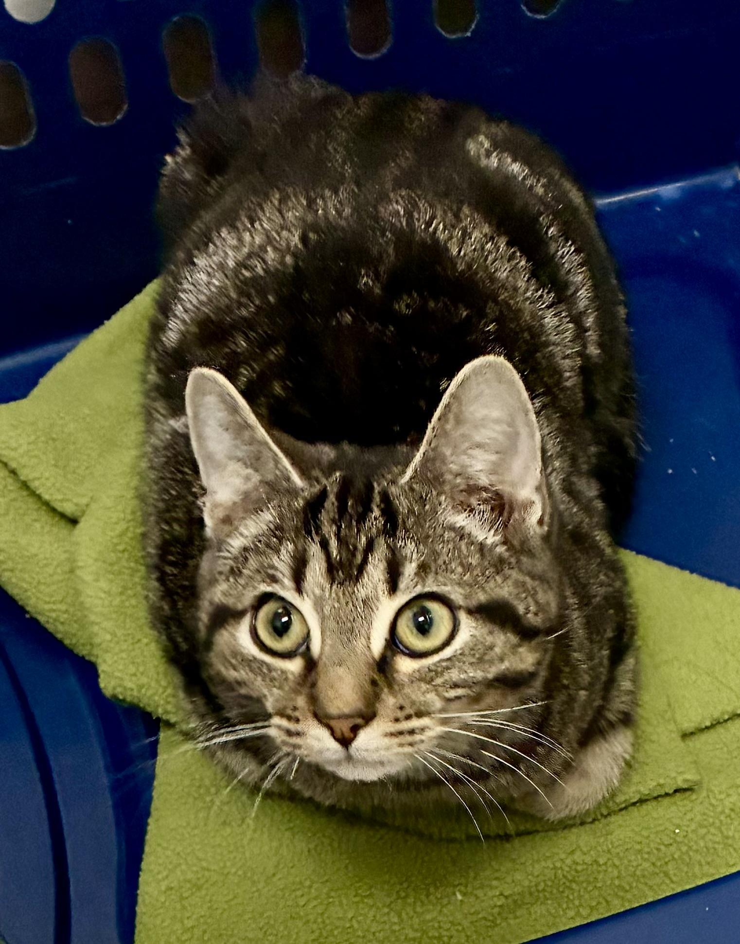 Enlarge DEAN, a ADOPTABLE Domestic Short Hair in Louisa, KY image 1/4
