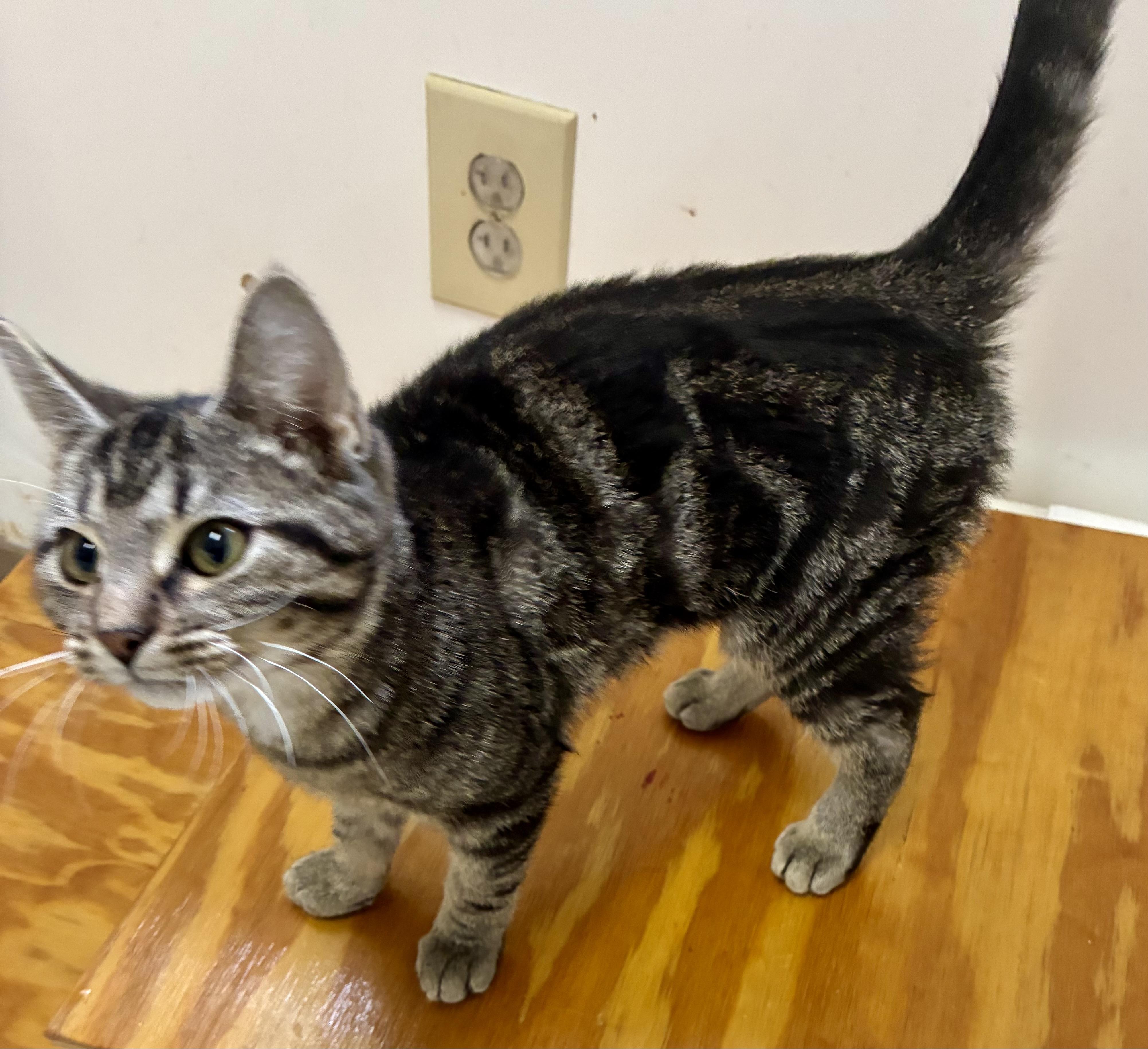 Enlarge DEAN, a ADOPTABLE Domestic Short Hair in Louisa, KY image 2/4