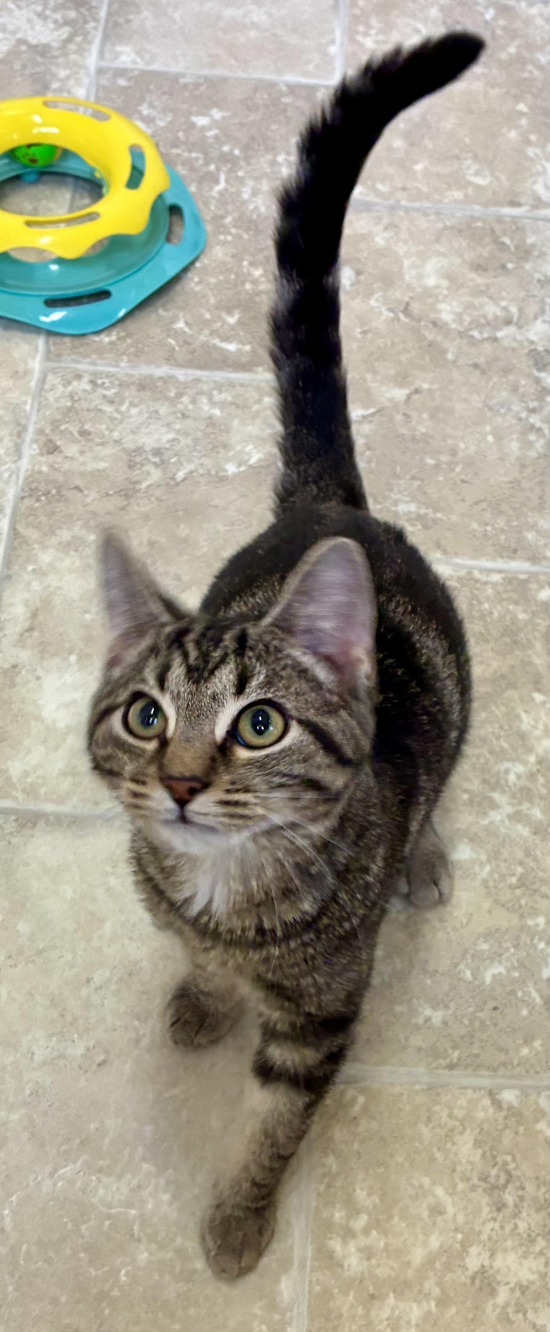 Enlarge DEAN, a ADOPTABLE Domestic Short Hair in Louisa, KY image 3/4