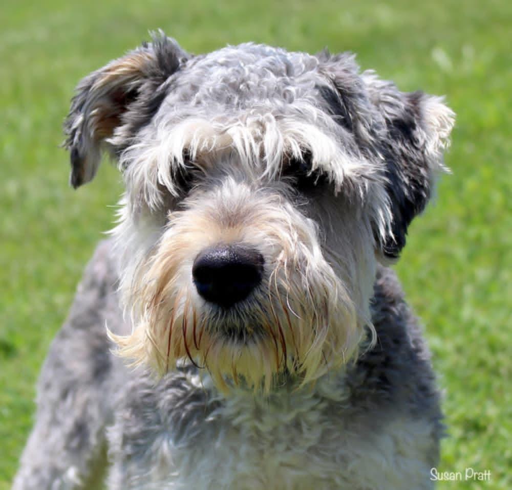 Colt, Adopted, Young Male Miniature Schnauzer.