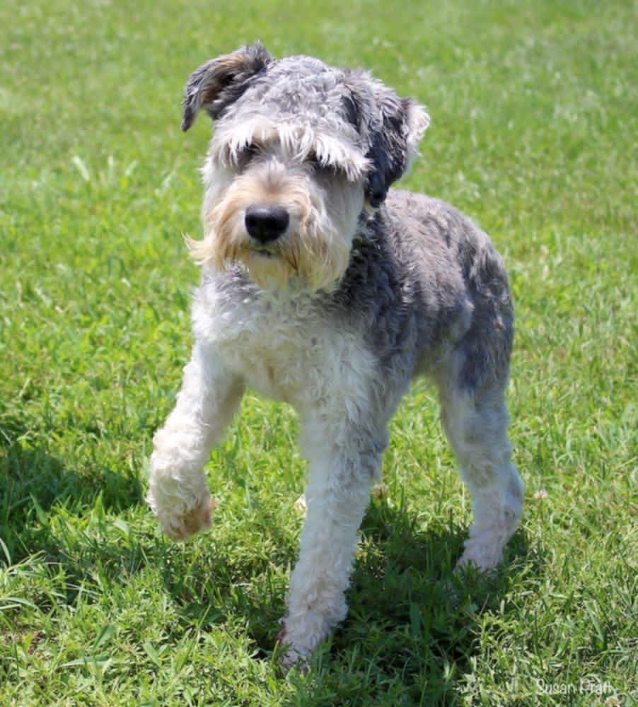 Enlarge Colt, a Adopted Miniature Schnauzer in Amherst, VA image 2/3