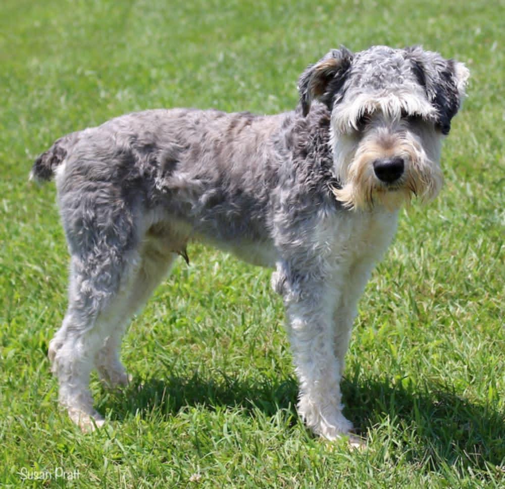 Enlarge Colt, a Adopted Miniature Schnauzer in Amherst, VA image 3/3