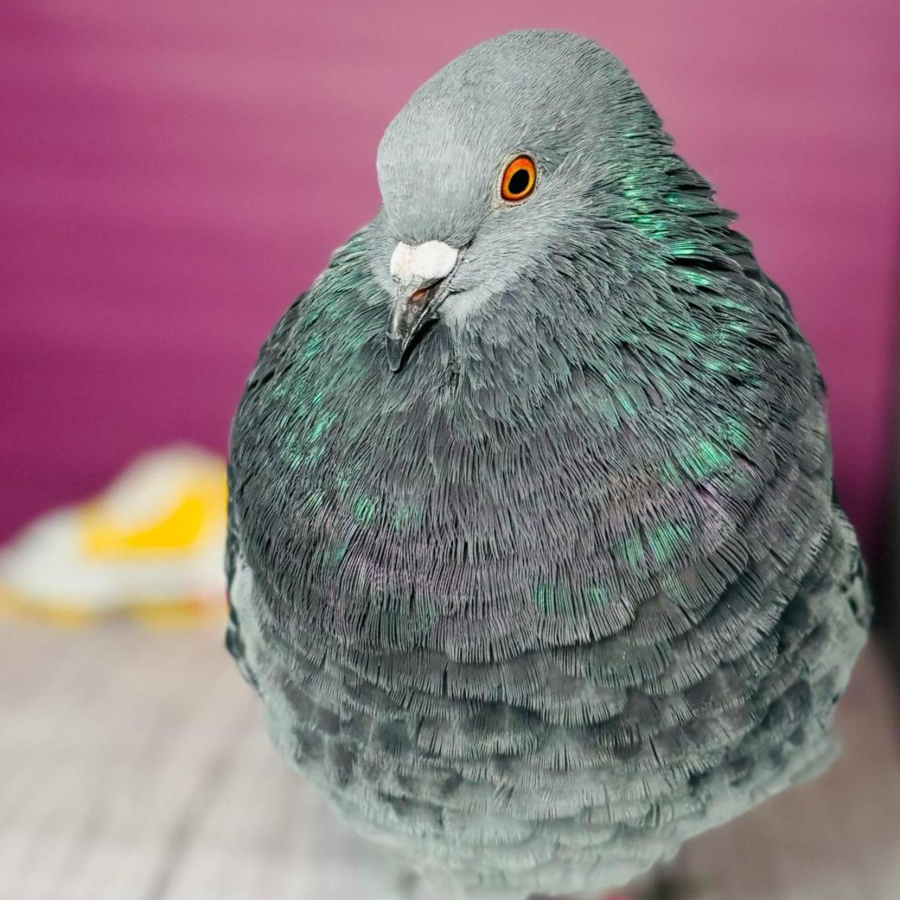 Enlarge Touhy Too, a Adoptable Pigeon in Chicago, IL image 1/4